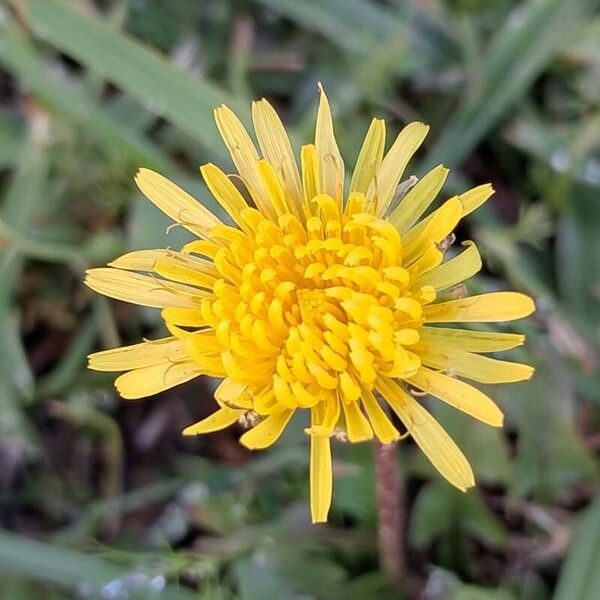 Taraxacum palustre Λουλούδι