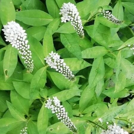 Lysimachia clethroides Flower