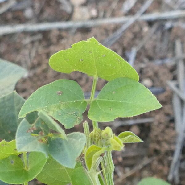 Rhynchosia sublobata Leaf