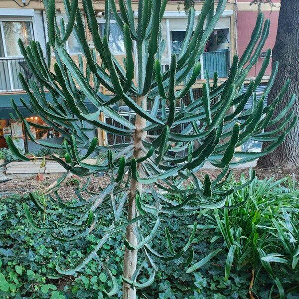 Euphorbia triangularis Leaf