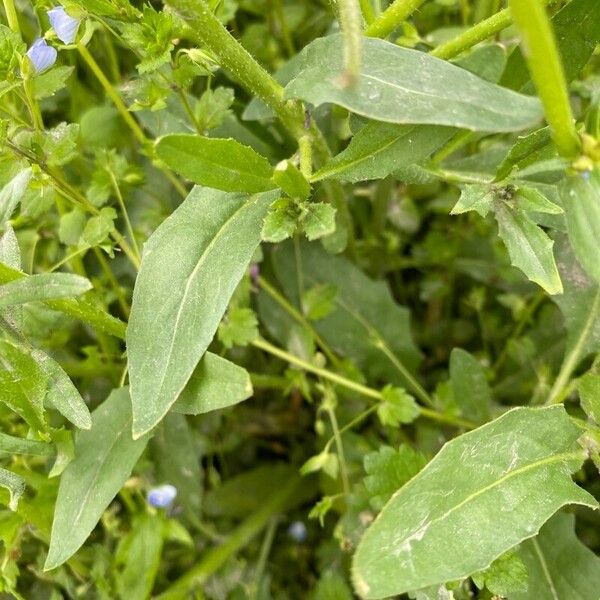 Chorispora tenella Leaf