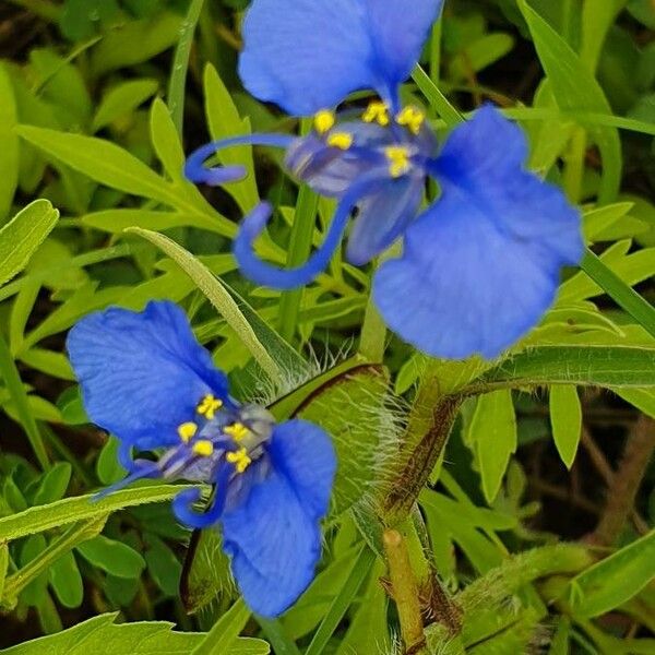 Commelina latifolia Blomma