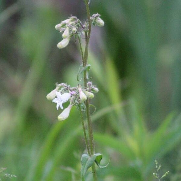 Salvia lyrata Blomst