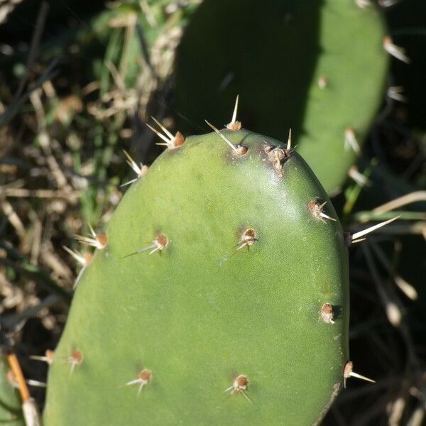 Opuntia megapotamica Leaf