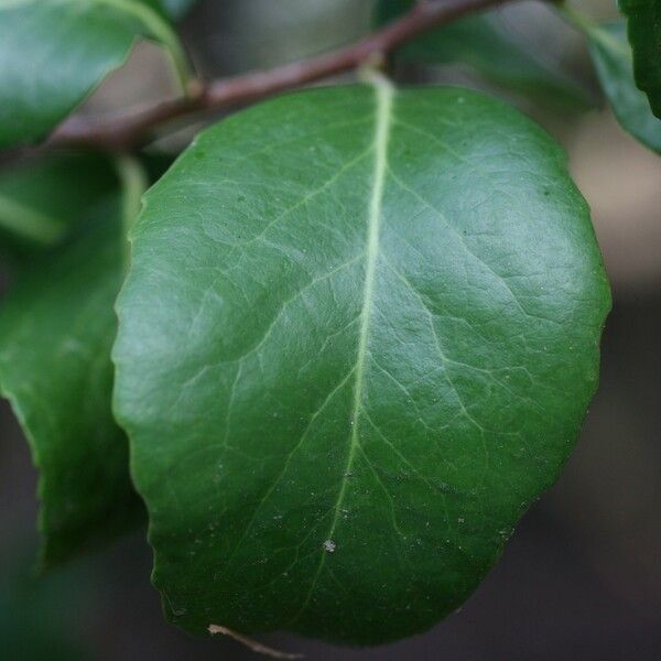 Maytenus canariensis Blad