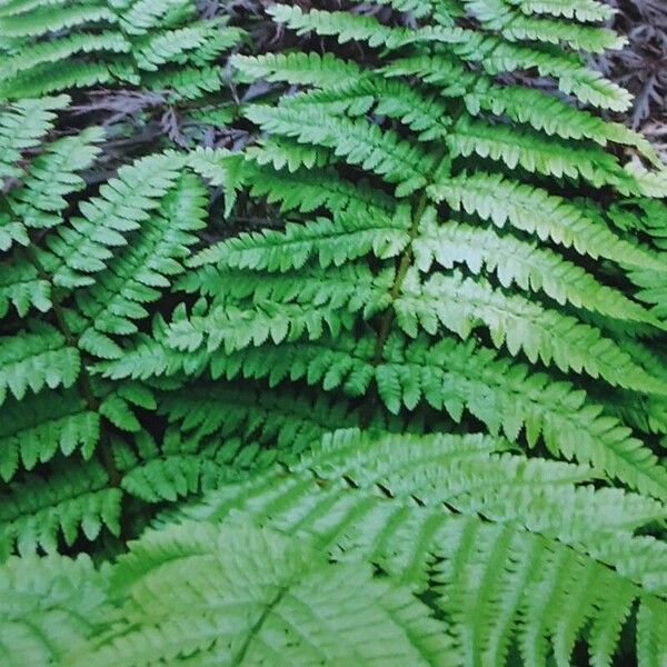 Dryopteris remota Leaf