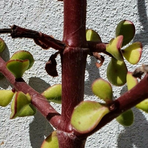 Portulacaria afra Rhisgl