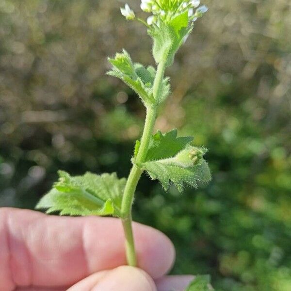 Draba muralis Habit