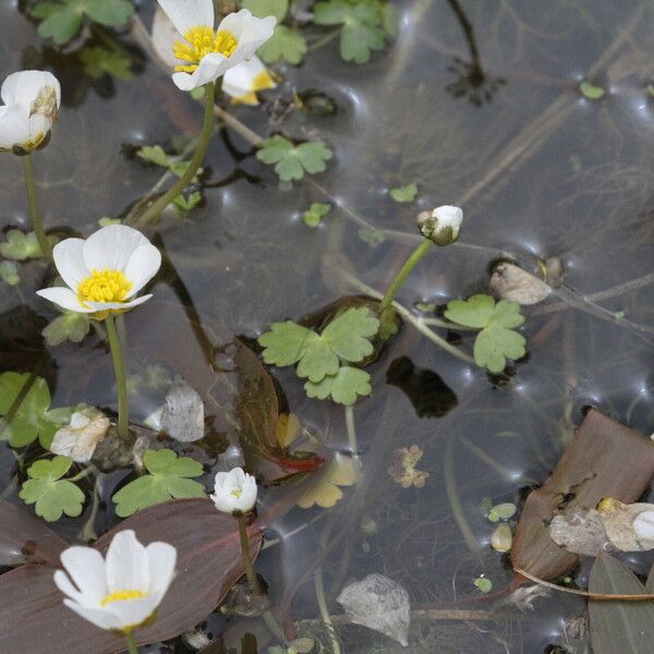 Ranunculus peltatus Kukka