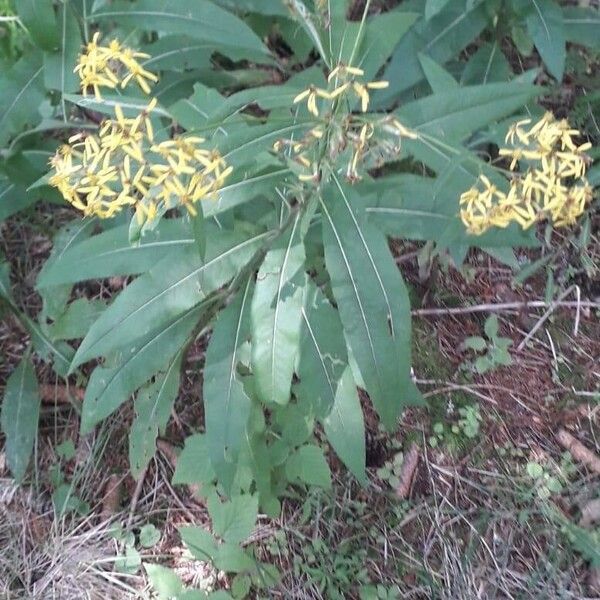 Senecio ovatus Blomma