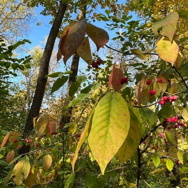 Euonymus atropurpureus Folla