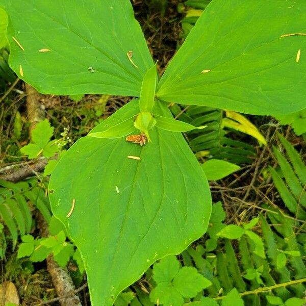 Trillium ovatum Lapas