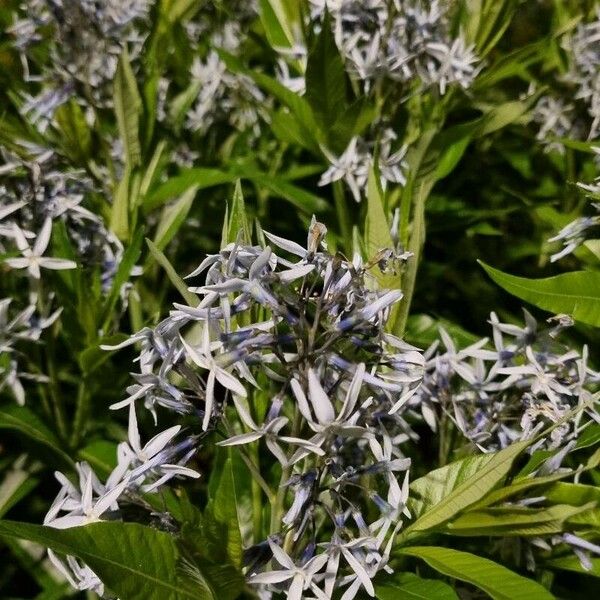 Amsonia tabernaemontana Blomst