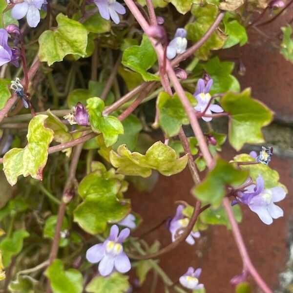 Cymbalaria muralis Ліст