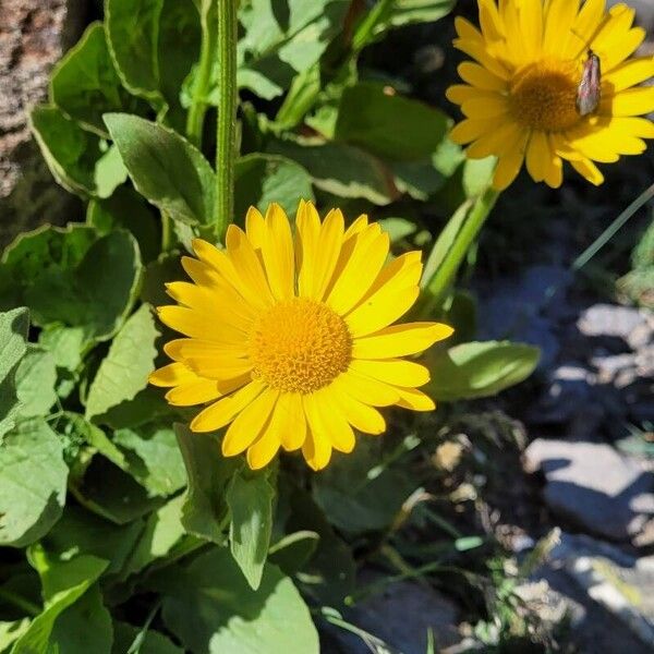 Doronicum grandiflorum 花