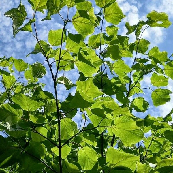 Acer pensylvanicum Ліст