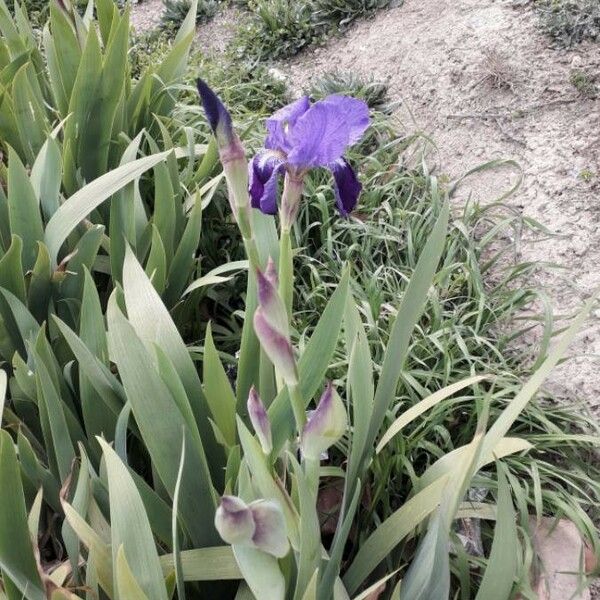 Iris × germanica Blodyn