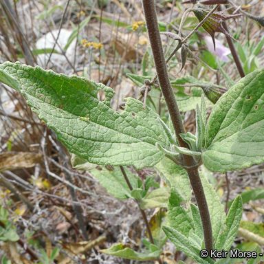 Lepechinia ganderi Blad