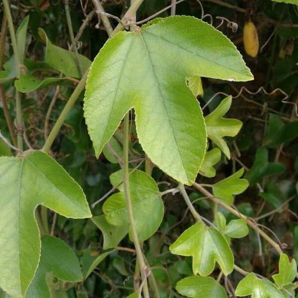 Passiflora manicata List