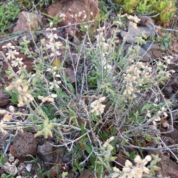 Salvia aegyptiaca Folha