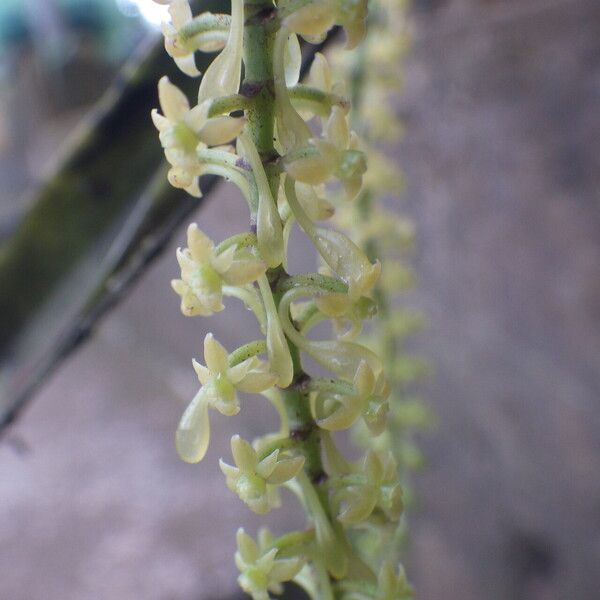 Diaphananthe vesicata Fiore