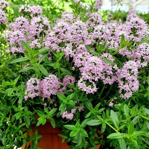 Thymus longicaulis Habitatea