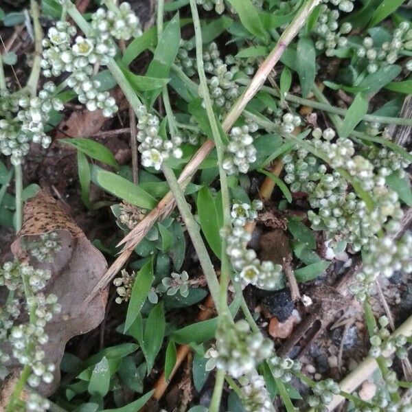 Corrigiola telephiifolia Floare