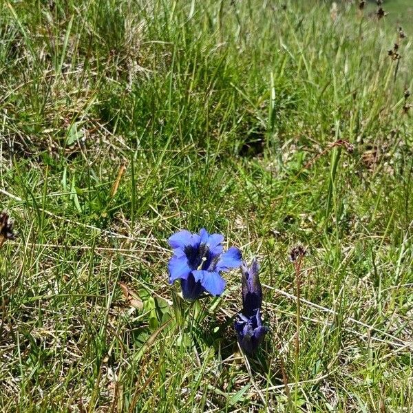 Gentiana acaulis Květ