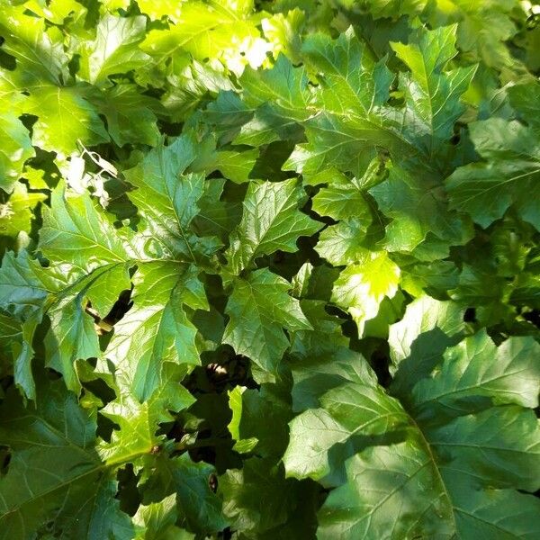 Acanthus spinosus Frunză