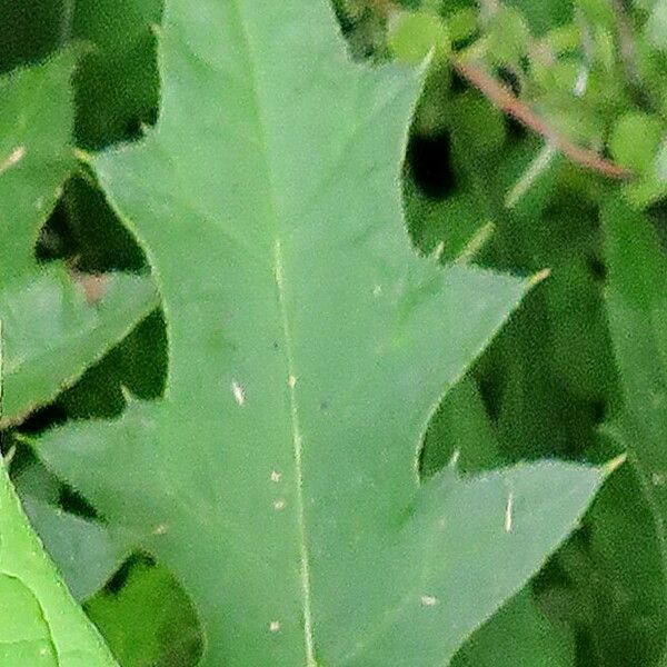 Echinops bannaticus Leaf