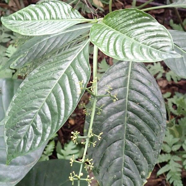 Psychotria darwiniana Flower