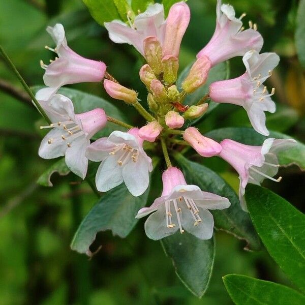 Rhododendron hirsutum 花