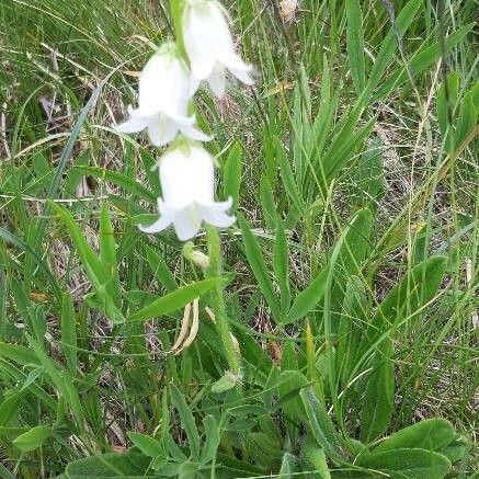 Campanula barbata Кветка