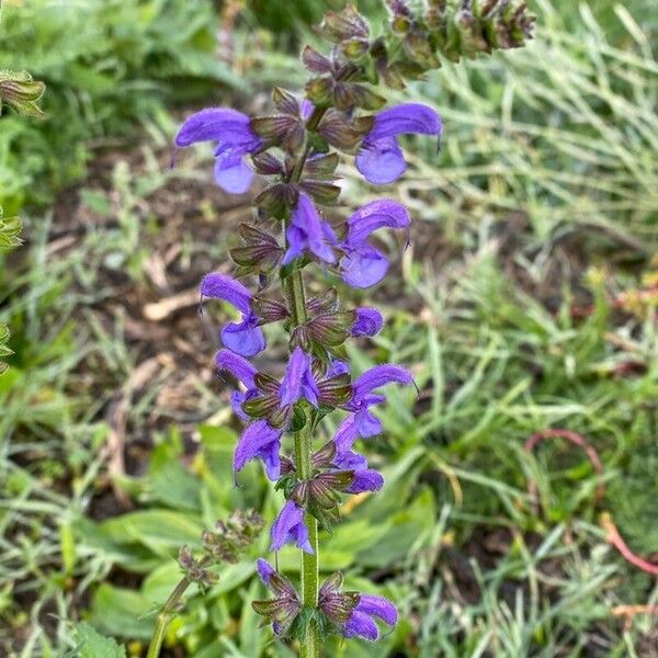 Salvia pratensis Flower