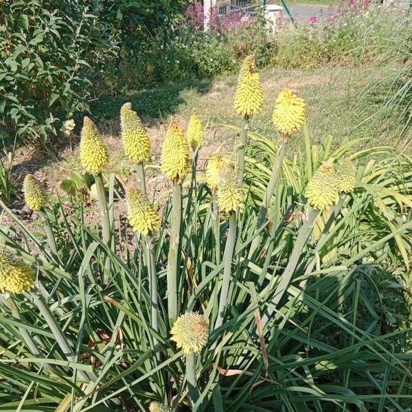 Kniphofia uvaria Blomst