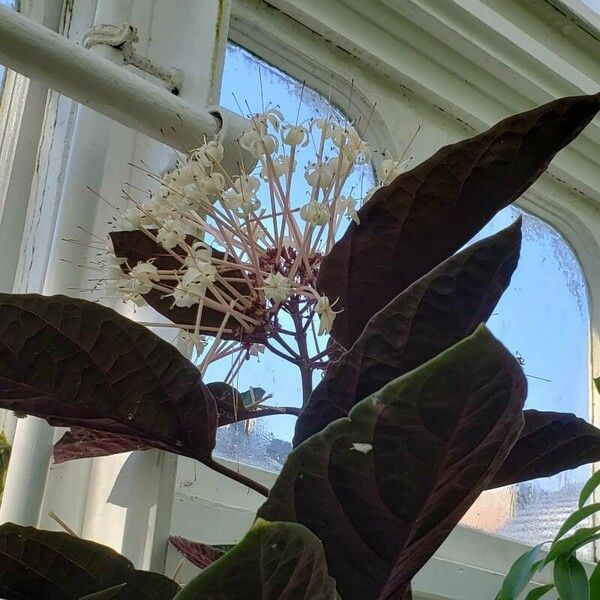 Clerodendrum quadriloculare Flor