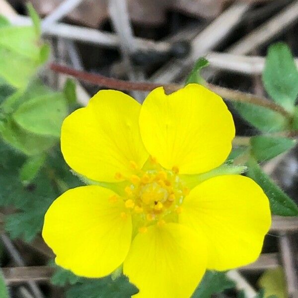 Potentilla tabernaemontani Floare