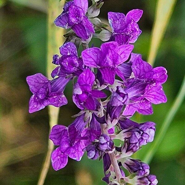 Linaria purpurea फूल