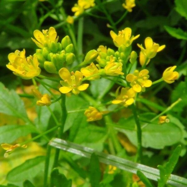 Rorippa sylvestris 花