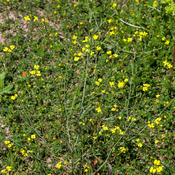 Bunias erucago Habit