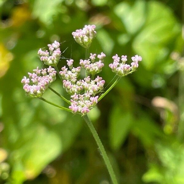 Torilis japonica Цвят