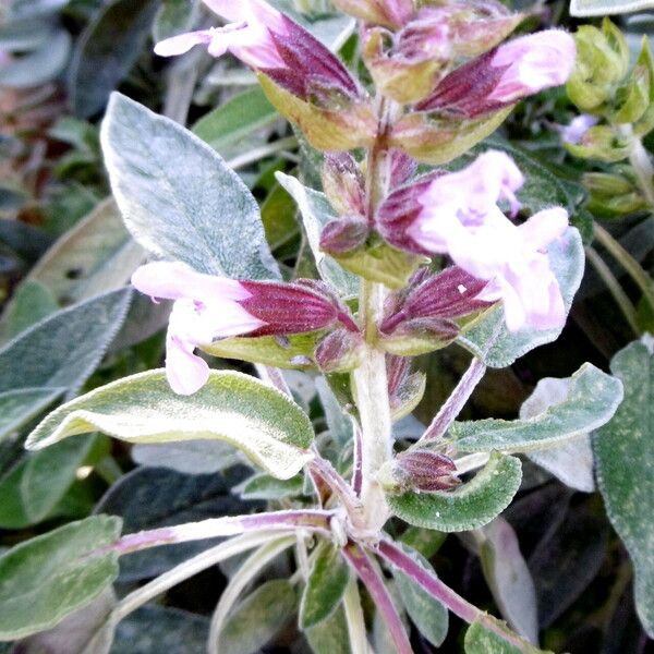 Salvia officinalis Flower