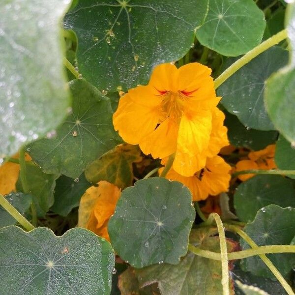 Tropaeolum majus Λουλούδι