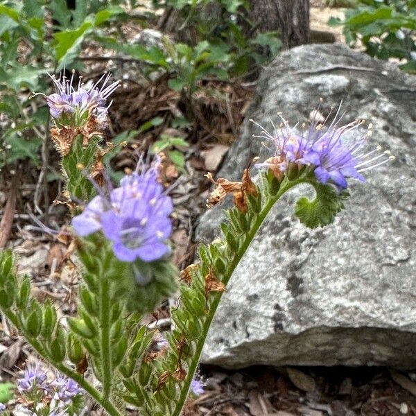 Phacelia congesta Blüte