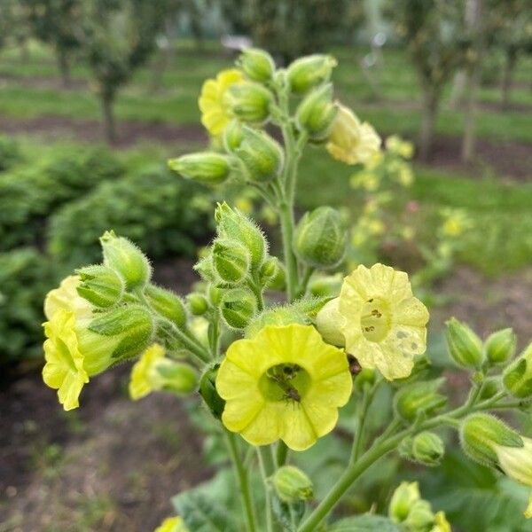 Nicotiana rustica Flors