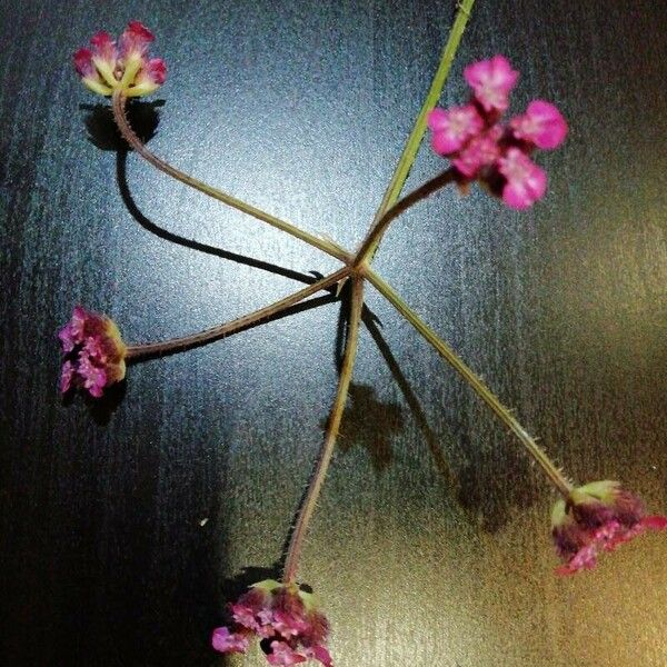 Turgenia latifolia Λουλούδι