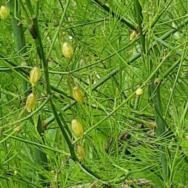 Asparagus officinalis 樹皮