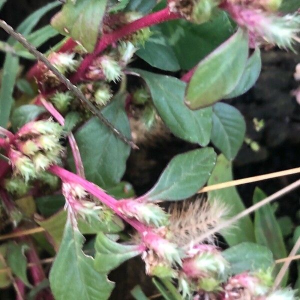 Amaranthus hybridus Folla