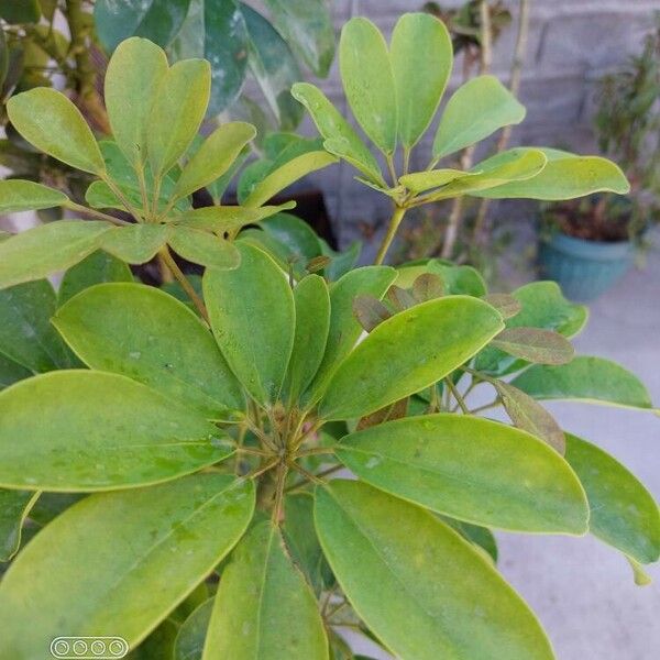 Schefflera arboricola 花