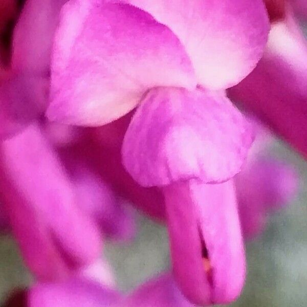 Cercis siliquastrum Flower